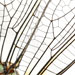 spines of dragonfly wing